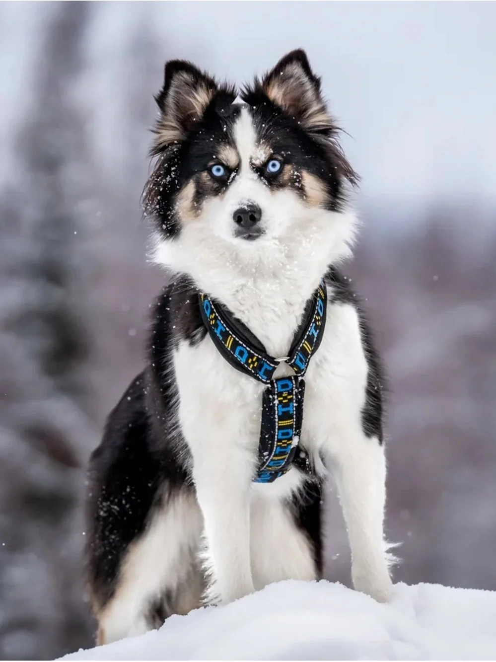 Howling Dog Alaska Dog Distance Harness Size Large Fits 21-22 inches (60-69 Ibs)